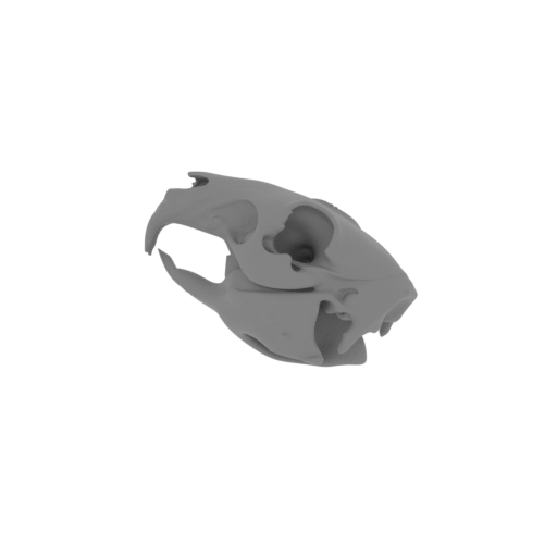 Patagonian Mara Skull.stl