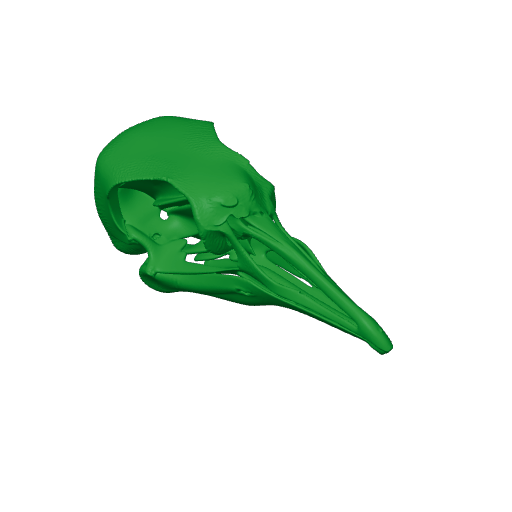 PeerJ Skull.3mf