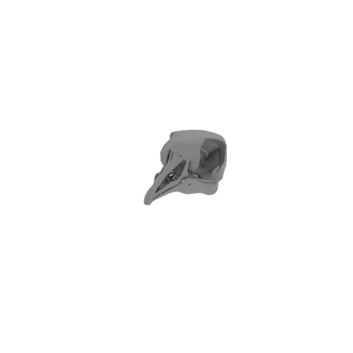 PeerJ Skull.stl