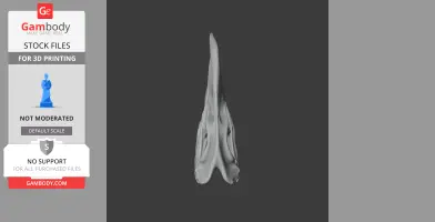 3D model of a Pelorovis skull, viewed from the top, showcasing intricate bone structures.
