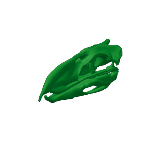 Pelorovis Skull.3mf