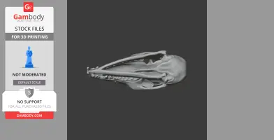 Pen-tailed Tree Shrew Skull - Skull Replica STL