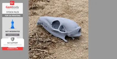 Pen-tailed Tree Shrew Skull - Skull Replica STL