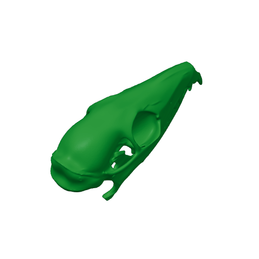 Pen-tailed Tree Shrew Skull.3mf