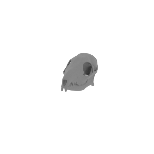 Pen-tailed Tree Shrew Skull.stl