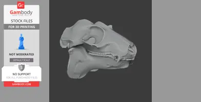 3D model of a Philippine flying lemur skull displayed against a dark background for printing.
