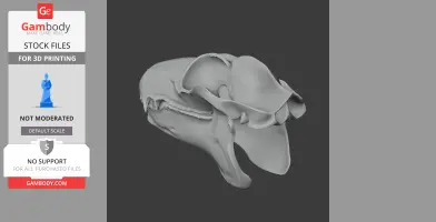 A 3D model of a Philippine flying lemur skull, showing detailed bone structure.