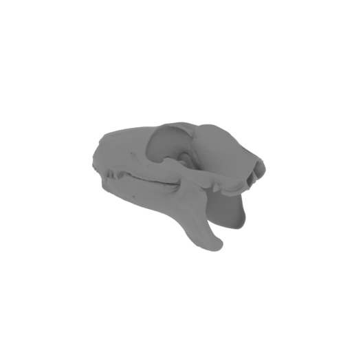 Philippine Flying Lemur Skull.stl