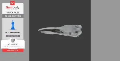 3D model of a Phorusrhacos skull replica, side view for 3D printing.
