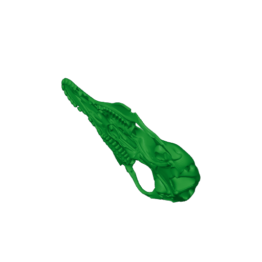 Pig-footed Bandicoot Skull.3mf