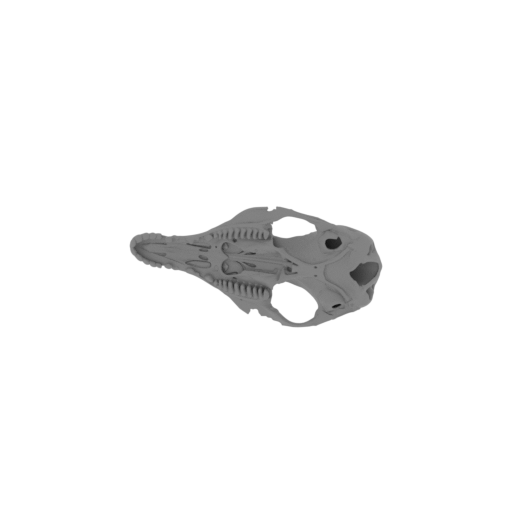 Pig-footed Bandicoot Skull.stl