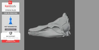 Pilot Whale Skull - Skull Replica STL