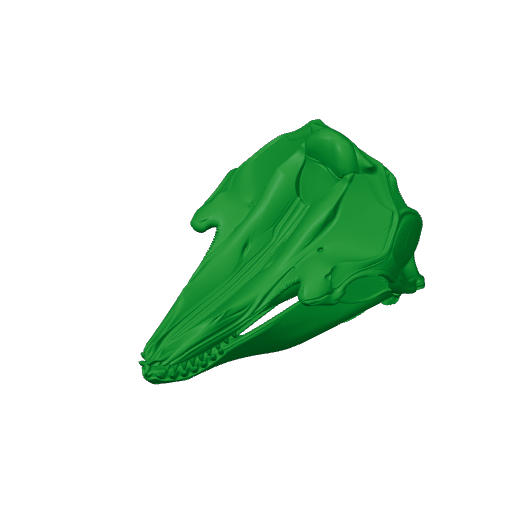 Pilot Whale Skull.3mf