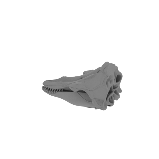 Pilot Whale Skull.stl