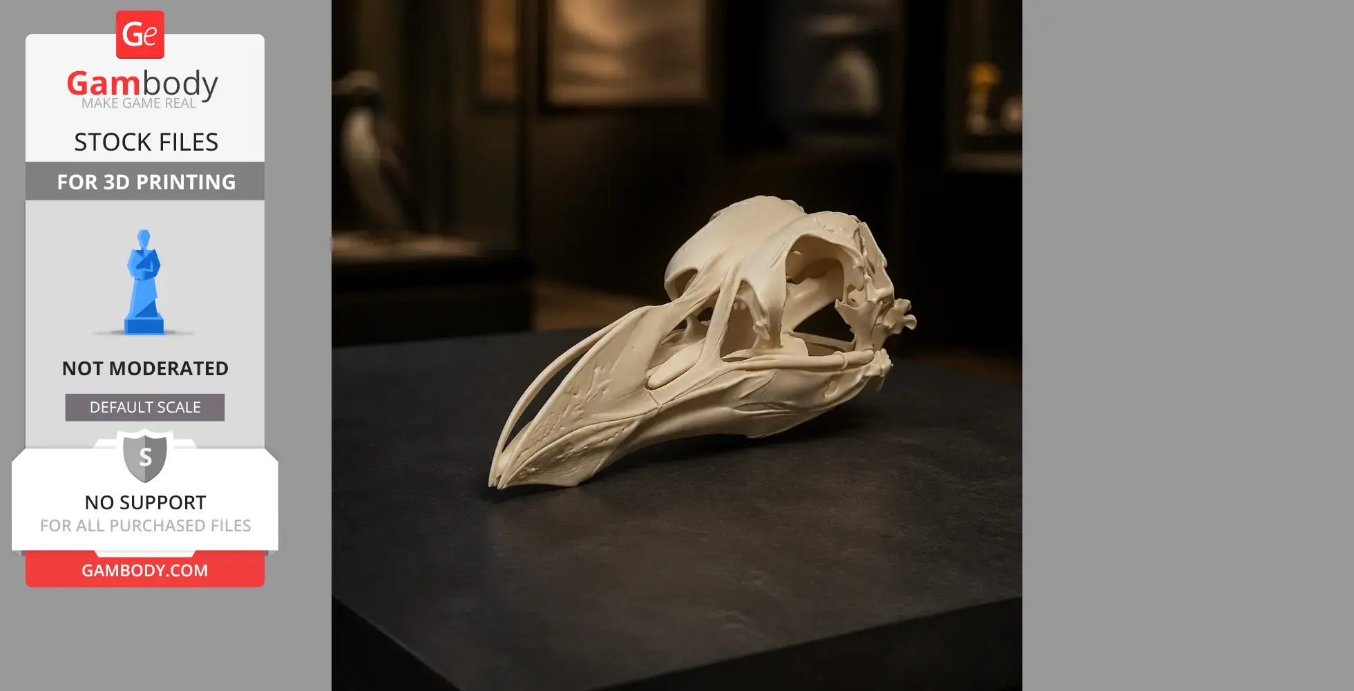 Pinguinus impennis (Great Auk) Skull - Skull Replica STL