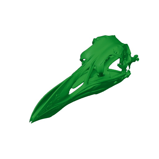 Pinguinus impennis (Great Auk) Skull.3mf
