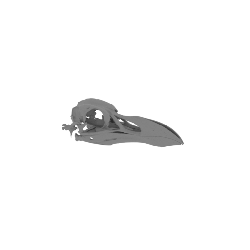 Pinguinus impennis (Great Auk) Skull.stl