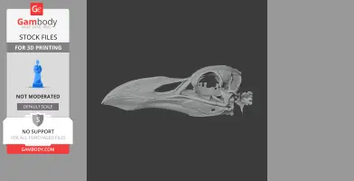 Pinguinus impennis (Great Auk) Skull - Skull Replica STL