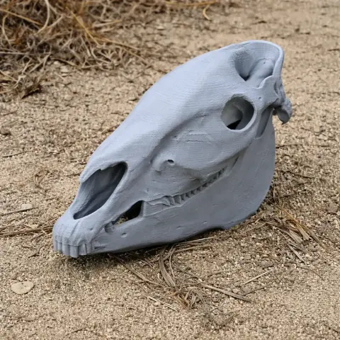 3D printed replica of a plains zebra skull, displayed on a sandy surface with dry grass.