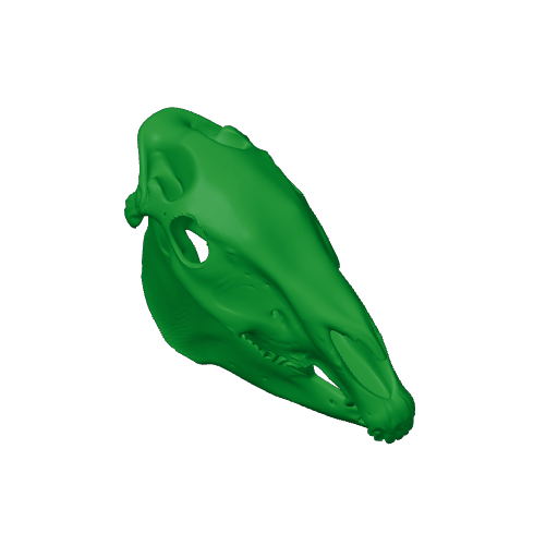 Plains Zebra Skull.3mf