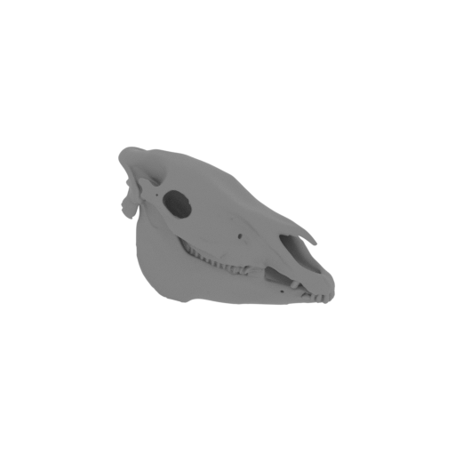 Plains Zebra Skull.stl