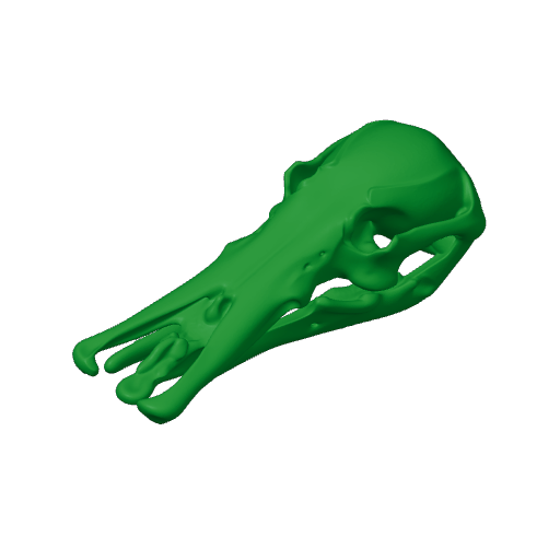 Platypelta Skull.3mf