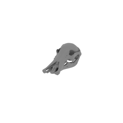 Platypelta Skull.stl