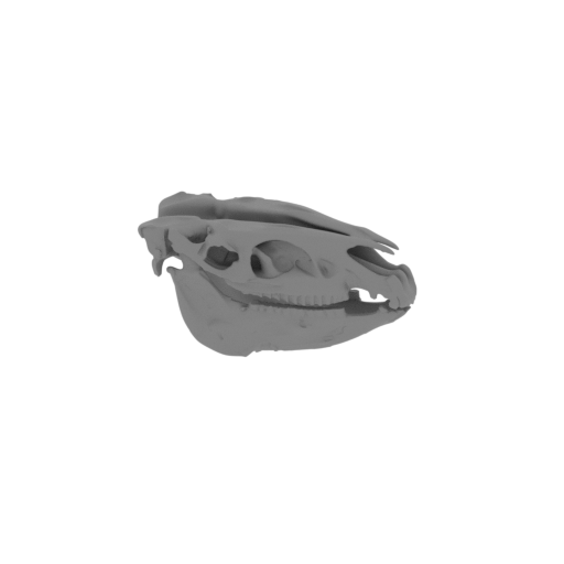 Pliohippus Skull.stl