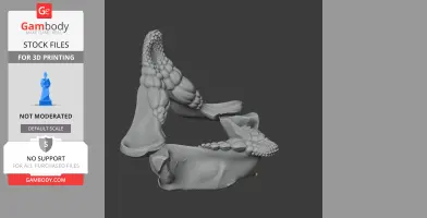 3D model of a detailed Port Jackson shark skull with textured surface and realistic features.