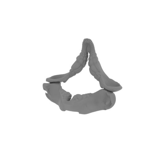 Port Jackson Shark Skull.stl
