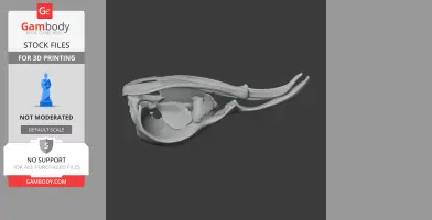 3D model of a potoo bird skull, side view, for 3D printing, shown on a dark background.