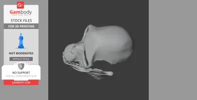 3D model of a Proconsul skull side view, designed for 3D printing.