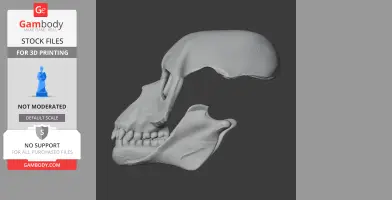 3D model of a Proconsul skull, depicting a side view for 3D printing.