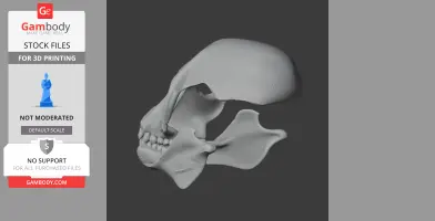 3D model of a Proconsul skull replica for 3D printing, side view with detailed bone structure.
