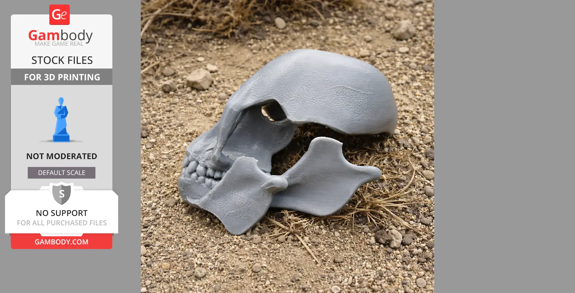 Gray 3D-printed Proconsul skull replica lies on sandy ground with sparse vegetation.