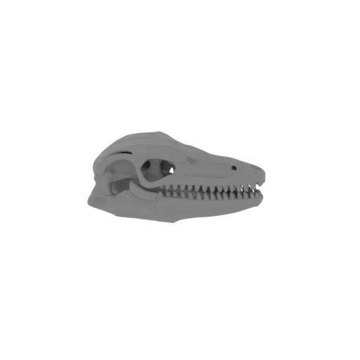 Protarchaeopteryx Skull.stl