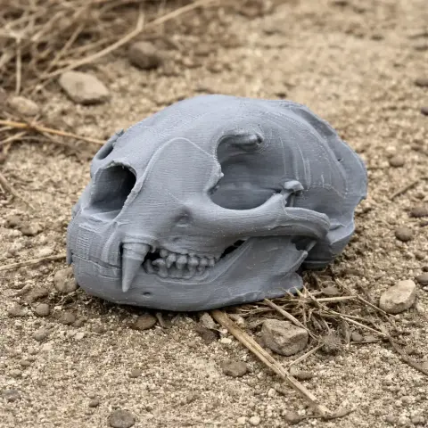 Gray 3D-printed puma skull replica on sandy ground with scattered rocks.