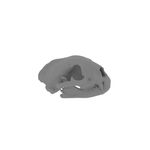 Puma Skull.stl
