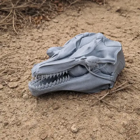 3D-printed pygmy killer whale skull model on sandy ground.