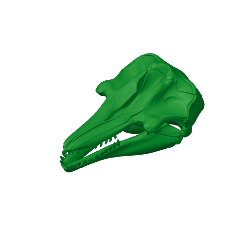 Pygmy Killer Whale Skull.3mf
