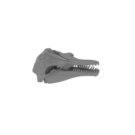 Pygmy Killer Whale Skull.stl