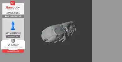 3D model of a pygmy shrew skull, detailed with teeth and bone structure, for 3D printing.