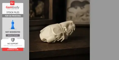 3D printed pygmy shrew skull replica displayed on a wooden surface.