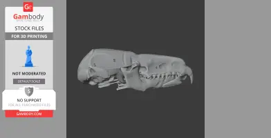 3D model of a pygmy shrew skull, showcasing detailed bone structures for 3D printing.
