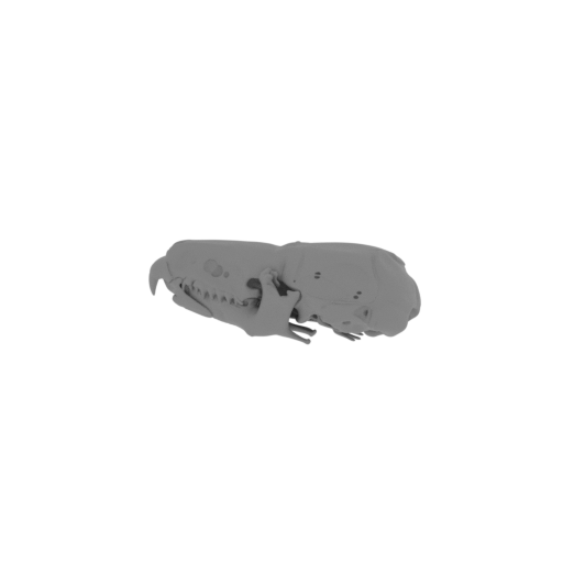 Pygmy Shrew Skull.stl
