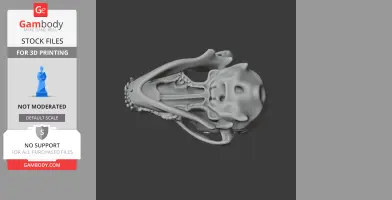 Pyrenean Desman Skull - Skull Replica STL