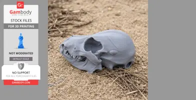 Pyrenean Desman Skull - Skull Replica STL