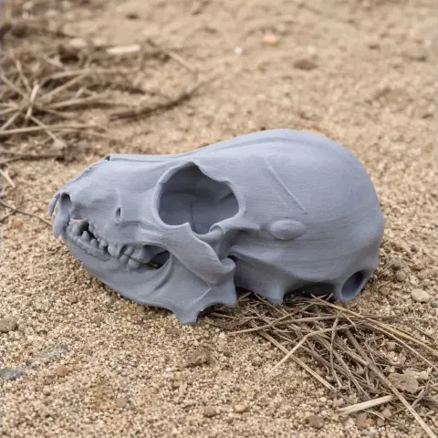 3D-printed Pyrenean Desman skull replica lies on sandy ground with scattered grass.
