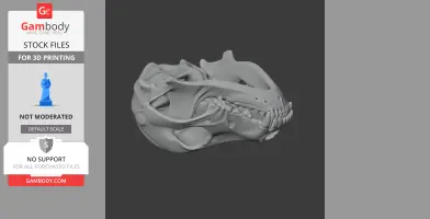 Pyrenean Desman Skull - Skull Replica STL