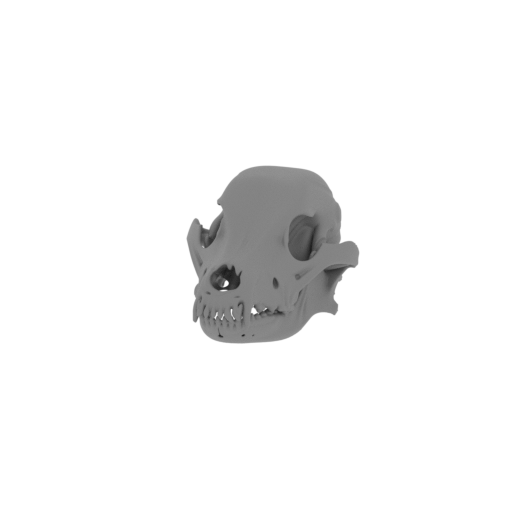 Pyrenean Desman Skull.stl